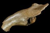 Juvenile Woolly Mammoth Jaw Section - Germany #111758-3